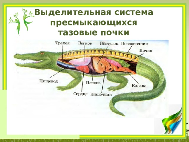 Выделение ящерицы. Выделительная система пресмыкающихся. Система выделения пресмыкающихся. Строение выделительной системы пресмыкающиеся. Выделительная система пресмыкающихся 7 класс биология.