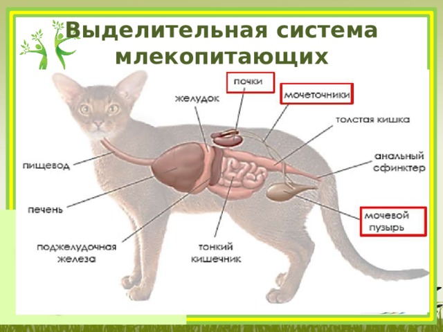 Выделительная система млекопитающих  тазовые почки 