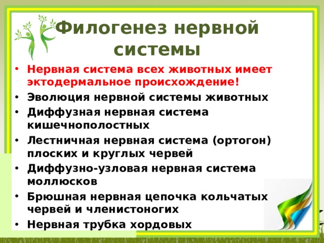 Филогенез нервной системы Нервная система всех животных имеет эктодермальное происхождение!   Эволюция нервной системы животных Диффузная нервная система кишечнополостных Лестничная нервная система (ортогон) плоских и круглых червей Диффузно-узловая нервная система моллюсков Брюшная нервная цепочка кольчатых червей и членистоногих Нервная трубка хордовых 
