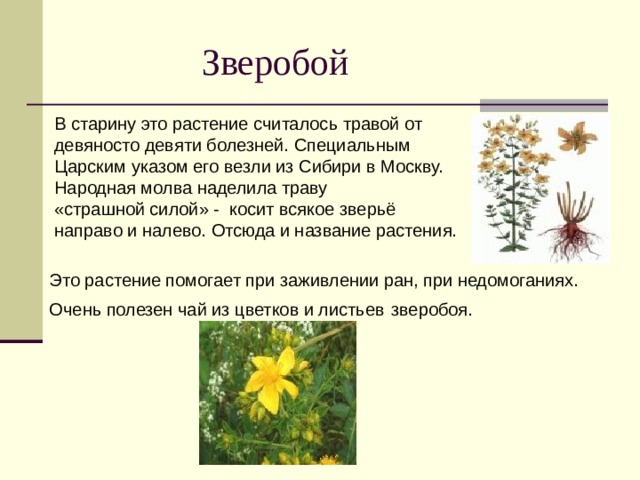  Зверобой  В старину это растение считалось травой от  девяносто девяти болезней. Специальным  Царским указом его везли из Сибири в Москву.  Народная молва наделила траву  «страшной силой» - косит всякое зверьё  направо и налево. Отсюда и название растения. Это растение помогает при заживлении ран, при недомоганиях. Очень полезен чай из цветков и листьев  зверобоя. 