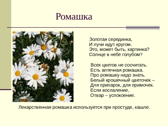  Ромашка  Золотая серединка,  И лучи идут кругом.  Это, может быть, картинка?  Солнце в небе голубом ?    Всех цветов не сосчитать.  Есть аптечная ромашка.  Про ромашку надо знать.  Белый крошечный цветочек –  Для припарок, для примочек.  Если воспаление,  Отвар – успокоение. Лекарственная ромашка используется при простуде, кашле. 