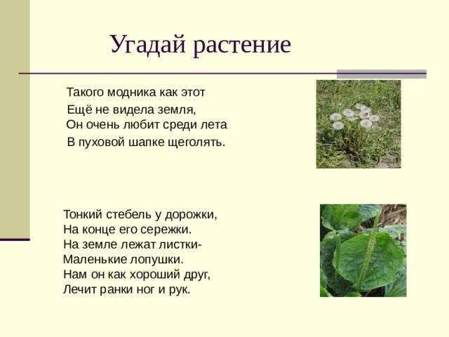  Угадай растение  Такого модника как этот  Ещё не видела земля,  Он очень любит среди лета  В пуховой шапке щеголять.   Тонкий стебель у дорожки, На конце его сережки. На земле лежат листки- Маленькие лопушки. Нам он как хороший друг, Лечит ранки ног и рук. 