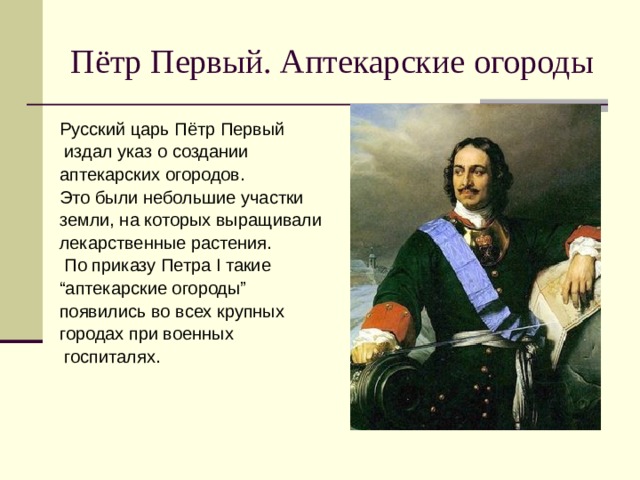 Пётр Первый. Аптекарские огороды Русский царь Пётр Первый  издал указ о создании аптекарских огородов. Это были небольшие участки земли, на которых выращивали лекарственные растения.  По приказу Петра I такие “ аптекарские огороды” появились во всех крупных городах при военных  госпиталях. 