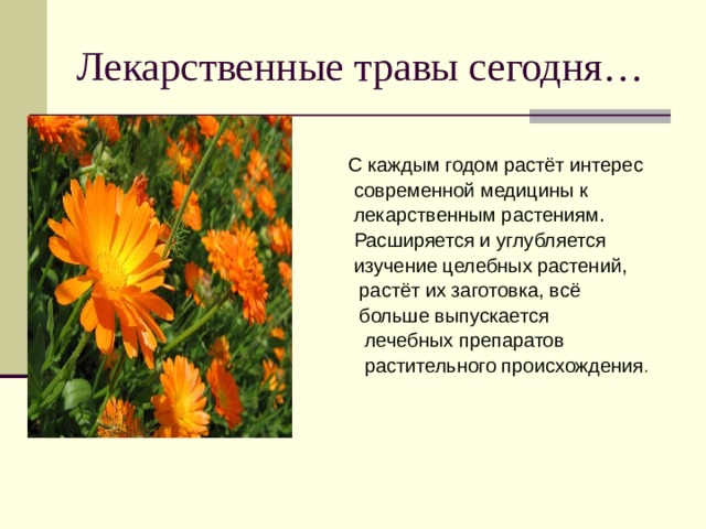 Лекарственные травы сегодня…  С каждым годом растёт интерес  современной медицины к  лекарственным растениям.  Расширяется и углубляется  изучение целебных растений,  растёт их заготовка, всё  больше выпускается  лечебных препаратов  растительного происхождения . 