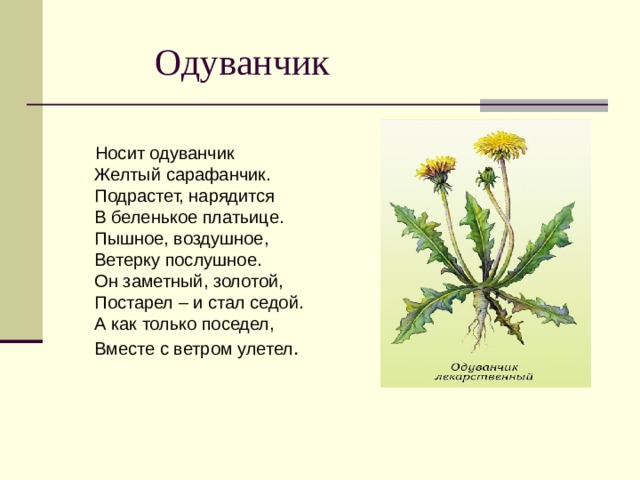  Одуванчик  Носит одуванчик  Желтый сарафанчик.  Подрастет, нарядится  В беленькое платьице.  Пышное, воздушное,  Ветерку послушное.  Он заметный, золотой,  Постарел – и стал седой.  А как только поседел,  Вместе с ветром улетел .    