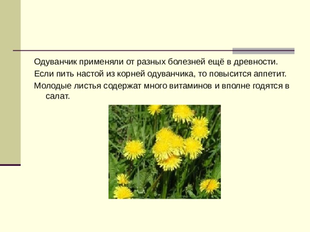 Одуванчик применяли от разных болезней ещё в древности. Если пить настой из корней одуванчика, то повысится аппетит. Молодые листья содержат много витаминов и вполне годятся в салат. 
