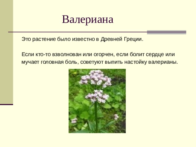  Валериана Это растение было известно в Древней Греции. Если кто-то взволнован или огорчен, если болит сердце или мучает головная боль, советуют выпить настойку валерианы. 