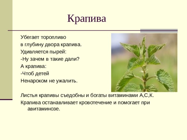  Крапива Убегает торопливо в глубину двора крапива. Удивляется пырей: -Ну зачем в такие дали? А крапива: -Чтоб детей Ненароком не ужалить. Листья крапивы съедобны и богаты витаминами А,С,К. Крапива останавливает кровотечение и помогает при авитаминозе. 