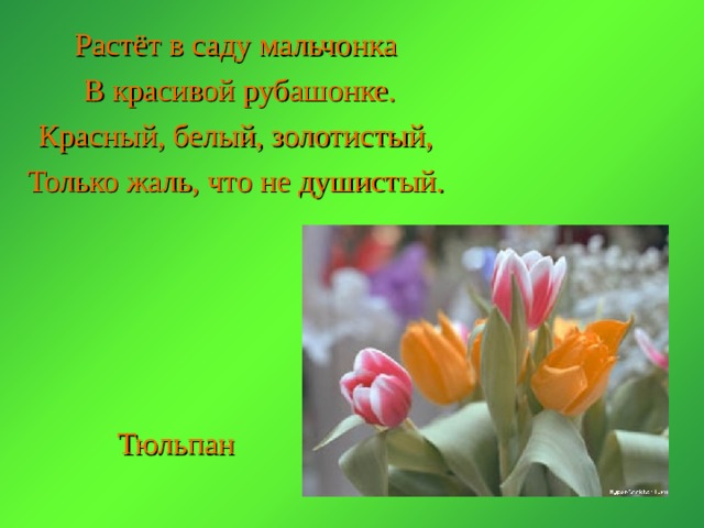 Растёт в саду мальчонка  В красивой рубашонке. Красный, белый, золотистый, Только жаль, что не душистый. Тюльпан 
