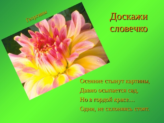 Георгины Доскажи словечко Осенние стынут картины, Давно осыпается сад, Но в гордой красе… Одни, не склоняясь стоят. 