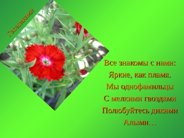 Гвоздиками Все знакомы с нами: Яркие, как пламя. Мы однофамильцы С мелкими гвоздями Полюбуйтесь дикими Алыми… 