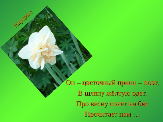 Нарцисс Он – цветочный принц – поэт, В шляпу жёлтую одет. Про весну сонет на бис Прочитает нам … 