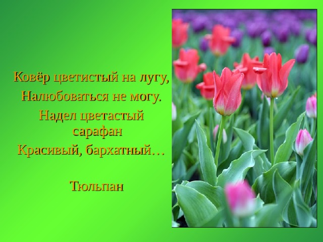 Ковёр цветистый на лугу, Налюбоваться не могу. Надел цветастый сарафан Красивый, бархатный… Тюльпан 