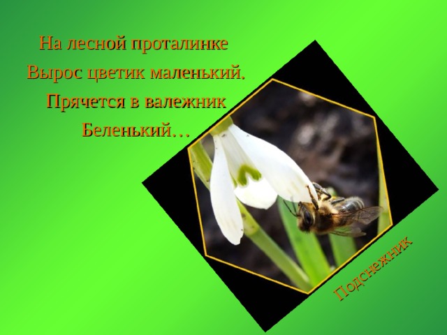 Подснежник На лесной проталинке Вырос цветик маленький. Прячется в валежник Беленький… 