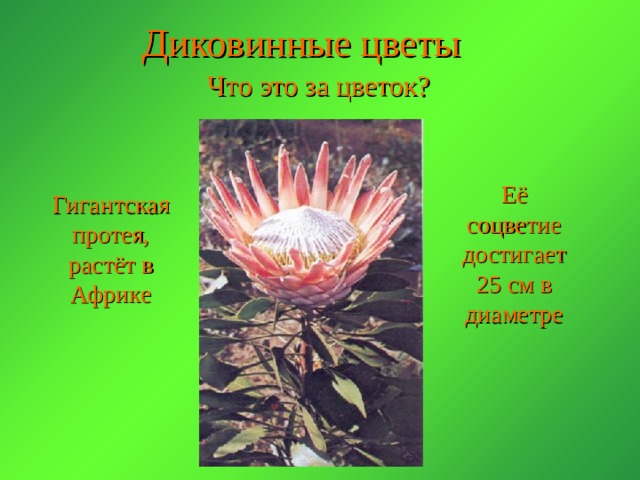 Диковинные цветы  Что это за цветок? Её соцветие достигает 25 см в диаметре Гигантская протея, растёт в Африке 