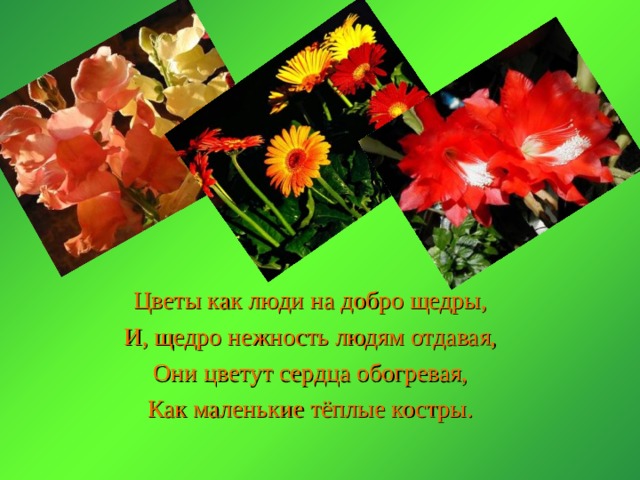 Цветы как люди на добро щедры, И, щедро нежность людям отдавая, Они цветут сердца обогревая, Как маленькие тёплые костры. 