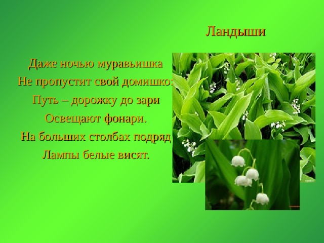 Ландыши Даже ночью муравьишка Не пропустит свой домишко: Путь – дорожку до зари Освещают фонари. На больших столбах подряд Лампы белые висят. 
