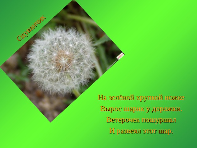 Одуванчик На зелёной хрупкой ножке Вырос шарик у дорожки. Ветерочек пошуршал И развеял этот шар. 