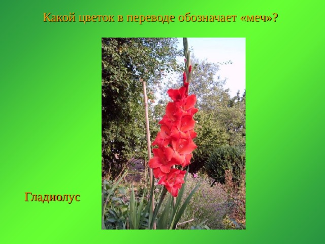 Какой цветок в переводе обозначает «меч»? Гладиолус 
