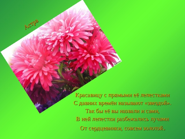 Астра Красавицу с прямыми её лепестками С давних времён называют «звездой». Так бы её вы назвали и сами, В ней лепестки разбежались лучами От сердцевинки, совсем золотой . 