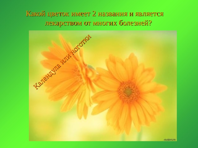 Календула или ноготки Какой цветок имеет 2 названия и является лекарством от многих болезней? 