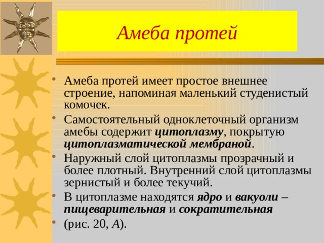 Амеба протей Амеба протей имеет простое внешнее строение, напоминая маленький студенистый комочек. Самостоятельный одноклеточный организм амебы содержит цитоплазму , покрытую цитоплазматической мембраной . Наружный слой цитоплазмы прозрачный и более плотный. Внутренний слой цитоплазмы зернистый и более текучий. В цитоплазме находятся ядро и вакуоли – пищеварительная и сократительная  (рис. 20, А ). 