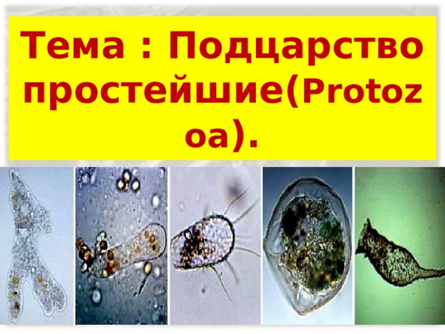 Тема : Подцарство простейшие( Protozoa ). 