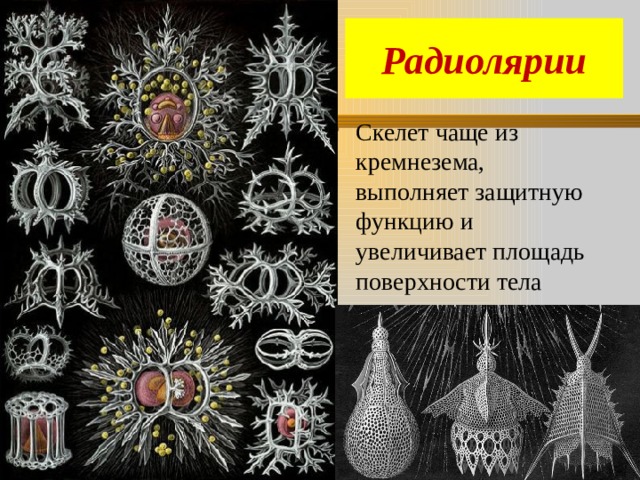 Радиолярии Скелет чаще из кремнезема, выполняет защитную функцию и увеличивает площадь поверхности тела 