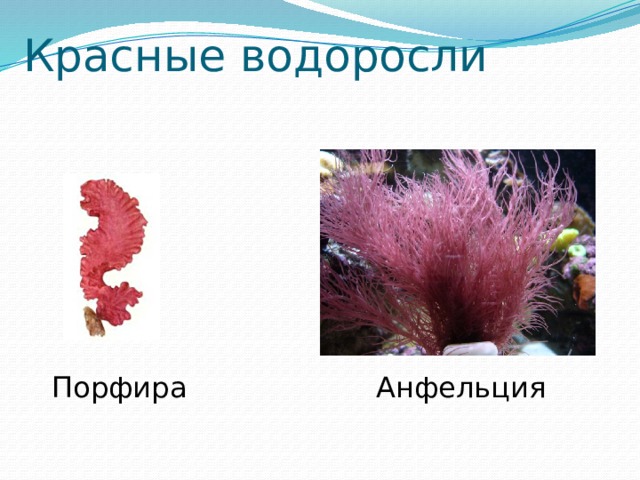 Порфира пестрая где обитает. Красные водоросли анфельция. Красные водоросли порфира. Порфира пестрая. Анфельция водоросль.