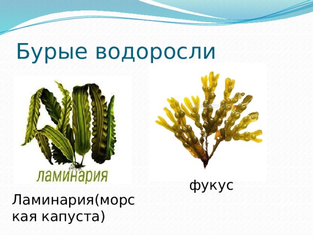 Бурые водоросли фукус Ламинария(морская капуста) 