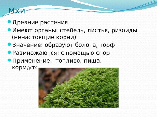 Мхи Древние растения Имеют органы: стебель, листья, ризоиды (ненастоящие корни) Значение: образуют болота, торф Размножаются: с помощью спор Применение: топливо, пища, корм,утеплители 