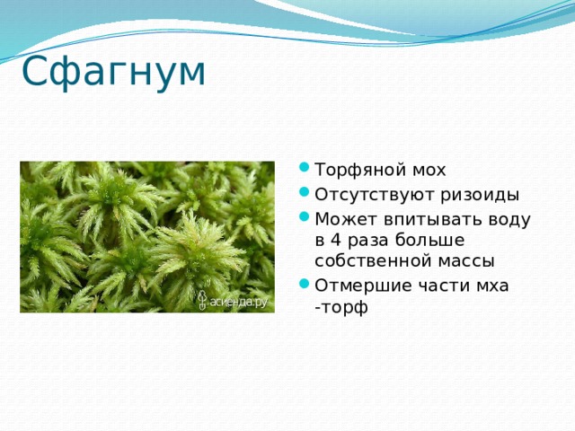 Сфагнум Торфяной мох Отсутствуют ризоиды Может впитывать воду в 4 раза больше собственной массы Отмершие части мха -торф 