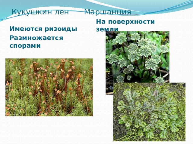 Кукушкин лен Маршанция На поверхности земли Имеются ризоиды Размножается спорами  