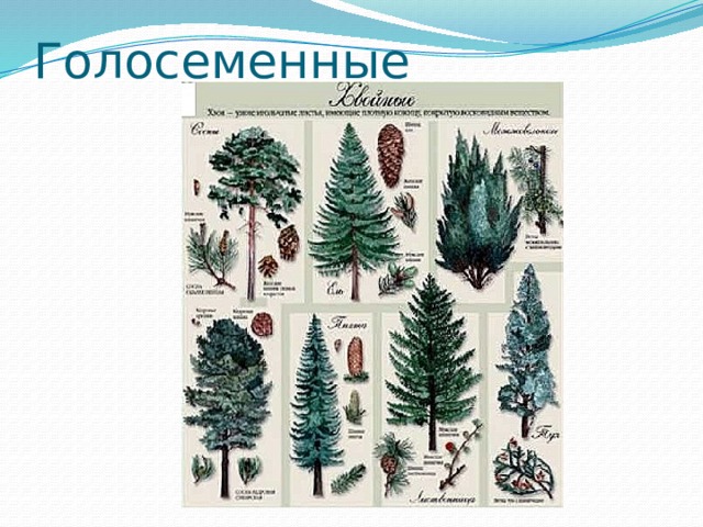 Голосеменные 