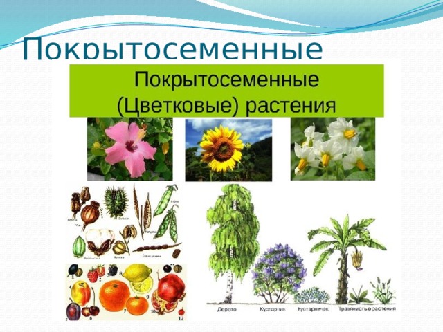 Покрытосеменные 