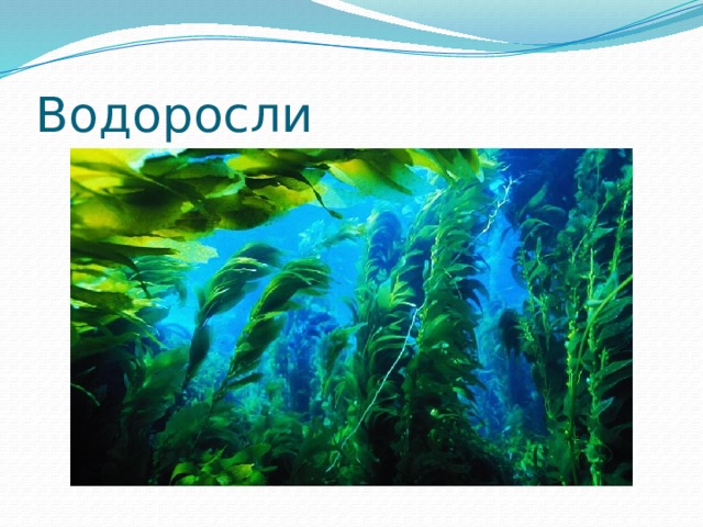 Водоросли 