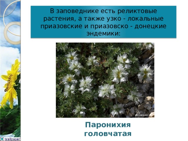 В заповеднике есть реликтовые растения, а также узко - локальные приазовские и приазовско - донецкие эндемики: Паронихия головчатая 