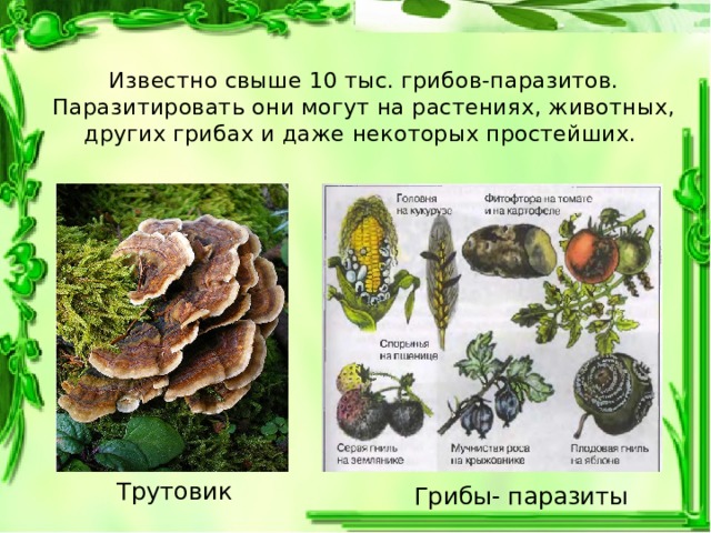 Известно свыше 10 тыс. грибов-паразитов. Паразитировать они могут на растениях, животных, других грибах и даже некоторых простейших. Трутовик Грибы- паразиты 