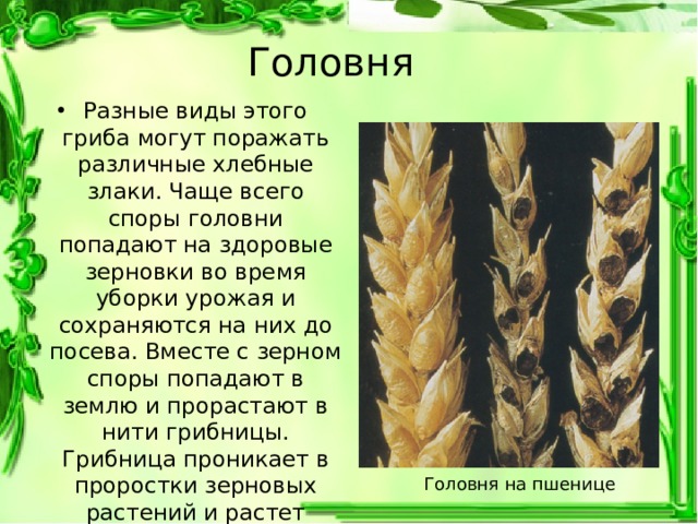 Головня Разные виды этого гриба могут поражать различные хлебные злаки. Чаще всего споры головни попадают на здоровые зерновки во время уборки урожая и сохраняются на них до посева. Вместе с зерном споры попадают в землю и прорастают в нити грибницы. Грибница проникает в проростки зерновых растений и растет внутри стебля, питаясь его соками. Головня на пшенице 