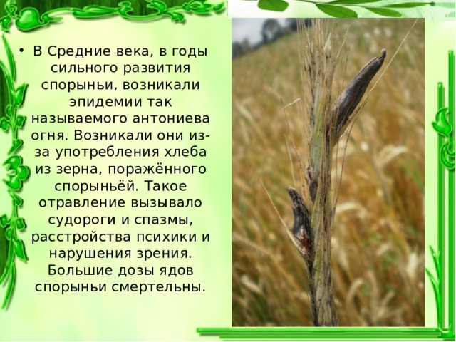 В Средние века, в годы сильного развития спорыньи, возникали эпидемии так называемого антониева огня. Возникали они из-за употребления хлеба из зерна, поражённого спорыньёй. Такое отравление вызывало судороги и спазмы, расстройства психики и нарушения зрения. Большие дозы ядов спорыньи смертельны. 