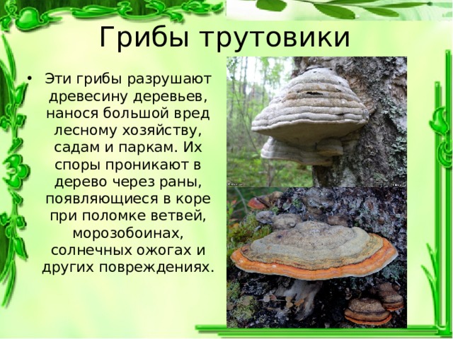 Грибы трутовики Эти грибы разрушают древесину деревьев, нанося большой вред лесному хозяйству, садам и паркам. Их споры проникают в дерево через раны, появляющиеся в коре при поломке ветвей, морозобоинах, солнечных ожогах и других повреждениях. 