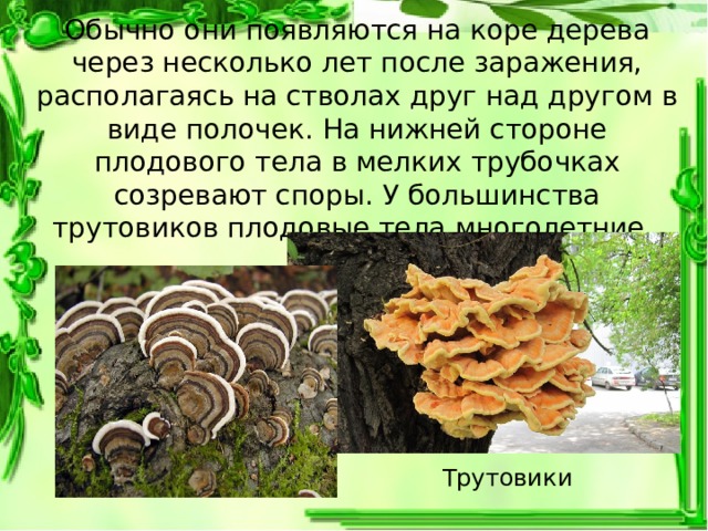 Обычно они появляются на коре дерева через несколько лет после заражения, располагаясь на стволах друг над другом в виде полочек. На нижней стороне плодового тела в мелких трубочках созревают споры. У большинства трутовиков плодовые тела многолетние. Трутовики 