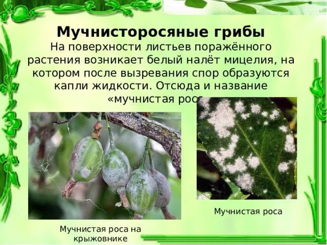 Мучнисторосяные грибы На поверхности листьев поражённого растения возникает белый налёт мицелия, на котором после вызревания спор образуются капли жидкости. Отсюда и название «мучнистая роса». Мучнистая роса Мучнистая роса на крыжовнике 