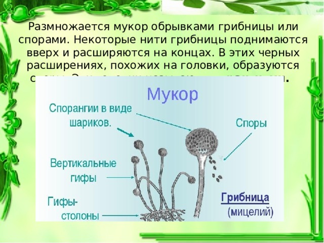 Споры формируются в коробочках на ножках. Жизненный цикл гриба мукора. Гриб мукор жизненный цикл. Жизненный цикл грибов мукор. Цикл развития гриба мукора.
