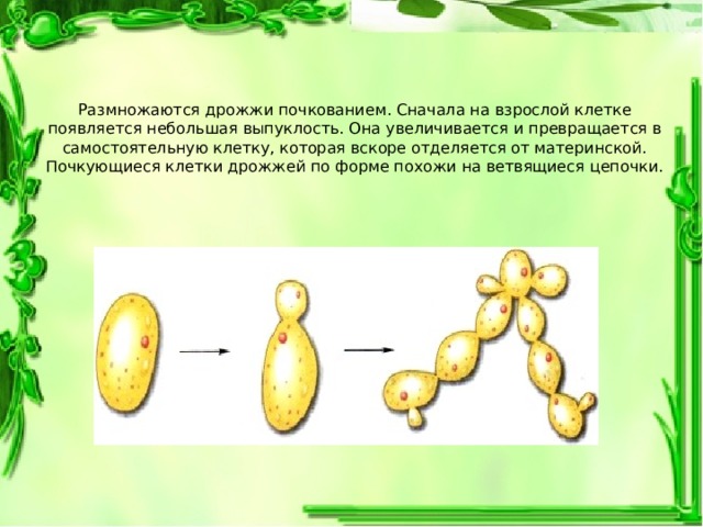 Размножение дрожжей фото