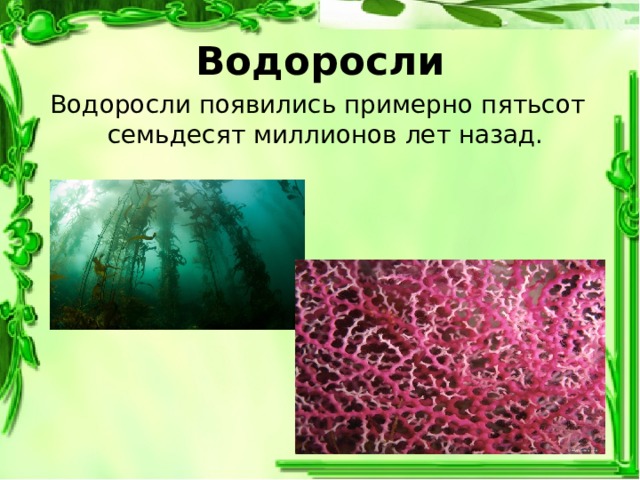 Когда появились водоросли. В какой эре появились водоросли. Как называется наука которую изучают водоросли. Для чего в некоторых водорослях образуются воздушные пузырьки.