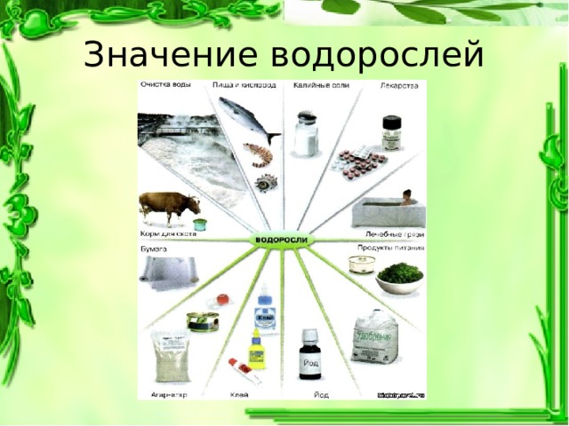 Значение водорослей 