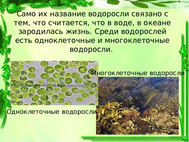 Возраст водоросли