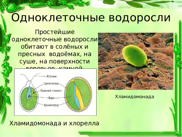 Водоросли 5 буквы. Какие водоросли обитают в пресных водоемах. Какие водоросли обитают на суше. Одноклеточные водоросли обитают в пресной воде. Где обитает водоросль хлорелла.