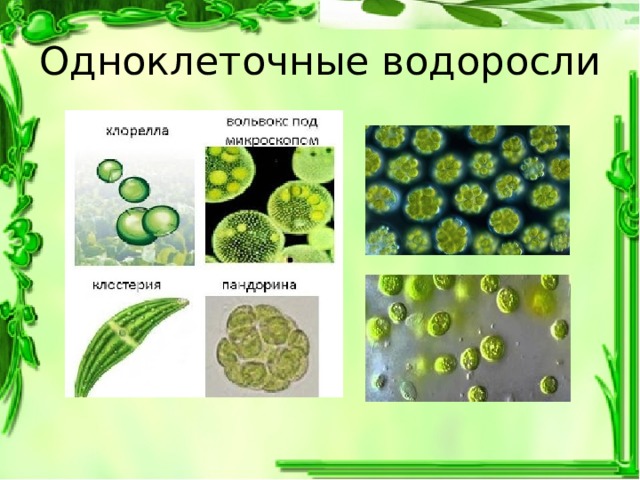 Одноклеточные водоросли 